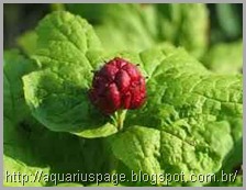 Goldenseal antibióticos