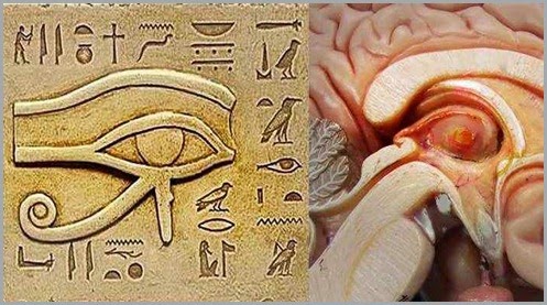 A glândula pineal: Um transdutor de cristal