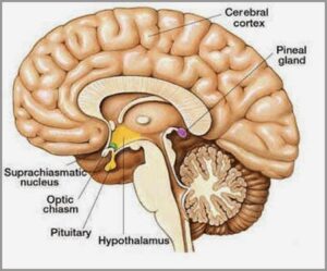 A glândula pineal: Um transdutor de cristal 7 Pineal cerebro