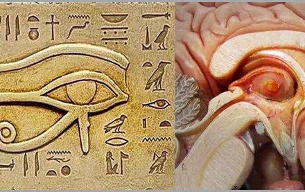 pineal olho de horus