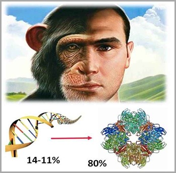 Humanos e Macacos compartilham até 98% DE DNA !