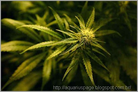 Governo dos EUA admite finalmente que a maconha (Cannabis) mata células cancerosas
