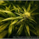 Maconha Cannabis Farmaceutica governo dos eua admite finalmente que a maconha (cannabis) mata células cancerosas.
