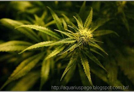 Maconha Cannabis Farmaceutica governo dos eua admite finalmente que a maconha (cannabis) mata células cancerosas.
