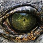 Olhos reptilianos aliens híbridos na terra.