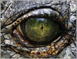 Olhos reptilianos