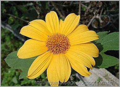 Planta Mao Deus mão de deus – planta medicinal que combate a dependência ao alcoolismo.