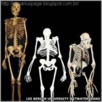 Esqueleto evolucao homem macaco pés torcidos.