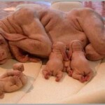 Hibrido Humano Bufalo híbridos de pessoas e de animais: a catástrofe dos nossos dias.
