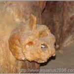 Cranio Petralona o crânio de petralona, que desafia a teoria da evolução humana.