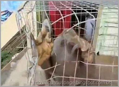Misteriosa criatura capturada em Shenzhen na China