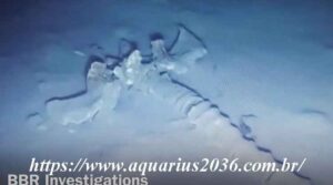 Vertebra gigantes animal mistérioso